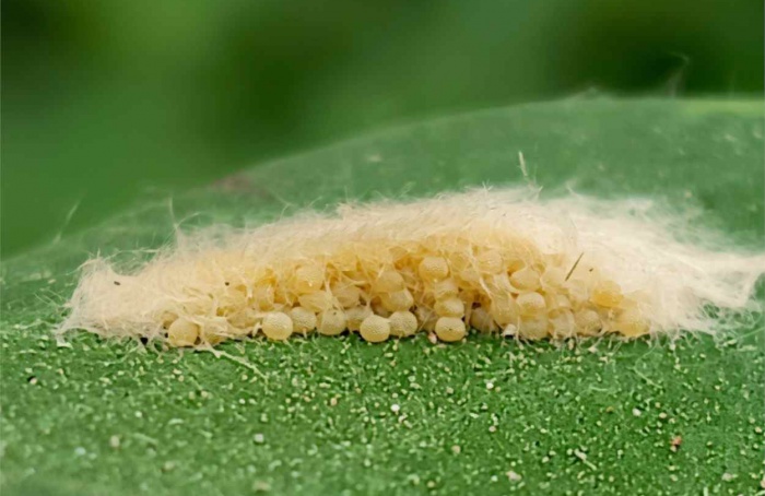 Escamas sobre ovos reforçam defesa de lagartas Spodoptera