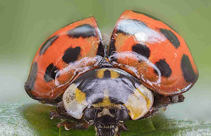 Voláteis ativam defesa transitória em batata contra pulgão