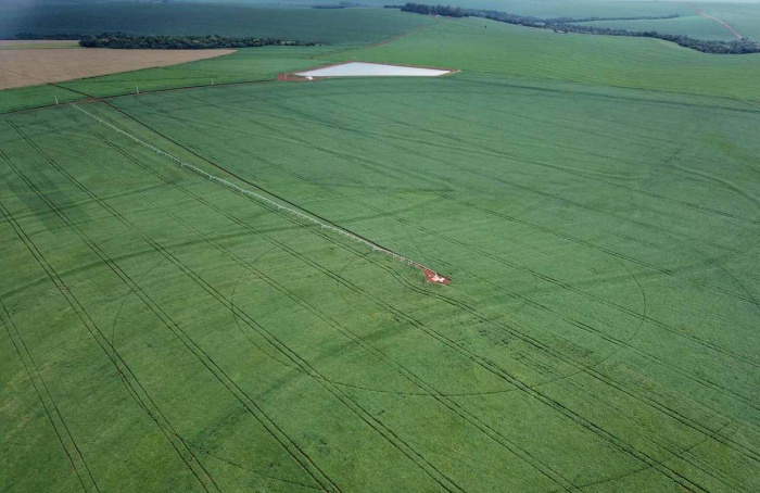 Plantio de soja avança no Paraná e já cobre 1,3 milhão de hectares