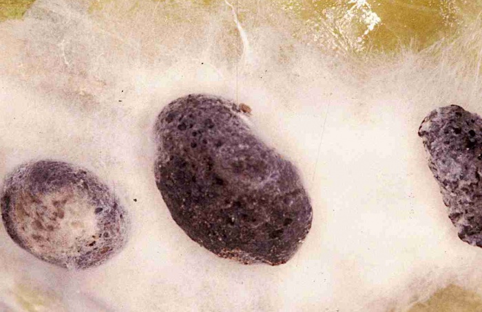 Gene SsArl1 limita virulência de Sclerotinia sclerotiorum