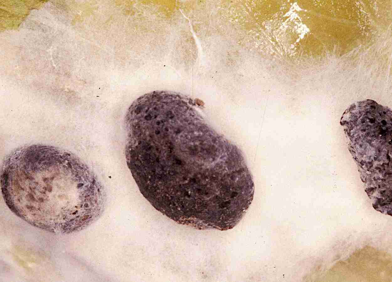 Gene SsArl1 limita virulência de Sclerotinia sclerotiorum