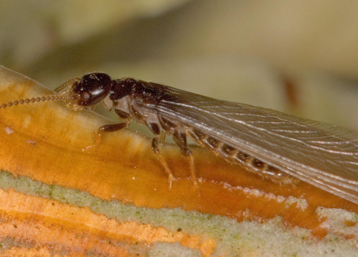 <i>Reticulitermes</i> spp - Foto: David Cappaert, Bugwood