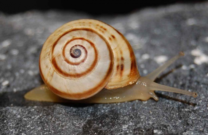Muco de caracol invasor neutraliza pesticidas em lavouras