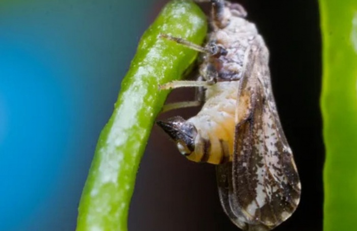 RS registra primeiros casos de greening em plantas cítricas