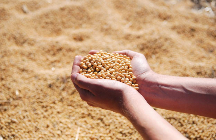 Orígeo will have exclusivity on sales of soybean seeds from Ellas Genética
