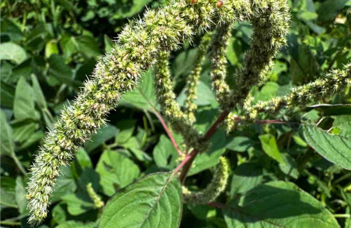 Agrodefesa reforça fiscalização contra Amaranthus palmeri