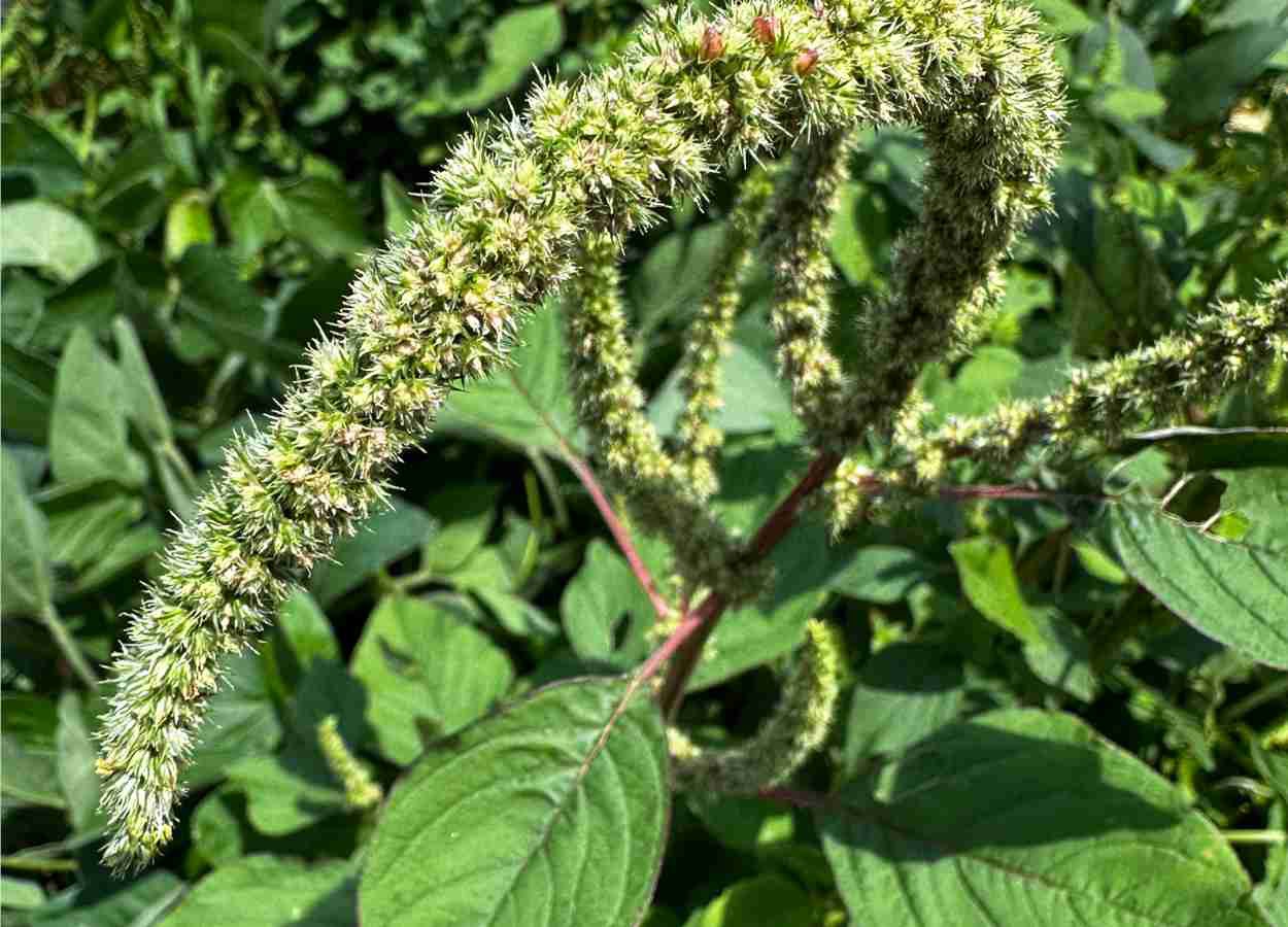 Agrodefesa reforça fiscalização contra Amaranthus palmeri