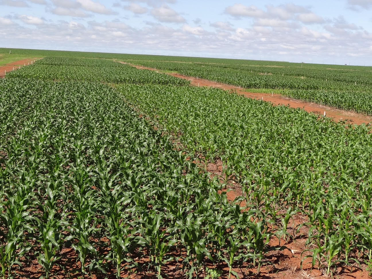Fertilization in off-season corn