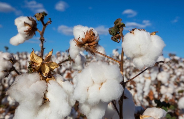 Algodão tem alta no mercado e alerta no campo