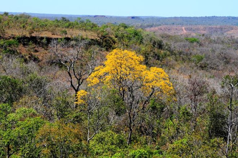 Área preservada do Tocantins armazena milhões de toneladas de crédito de carbono