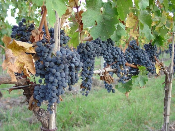 Minas mostra a japoneses os avanços da produção de uvas e vinhos
