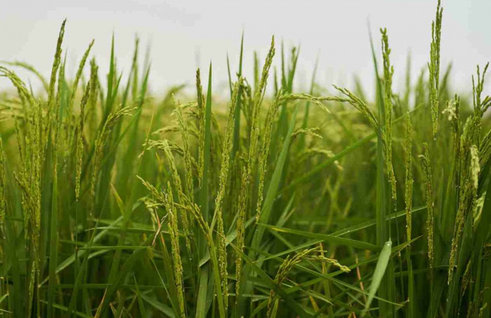 Syngenta e Kyoyu Agri firmam parceria para herbicida no arroz