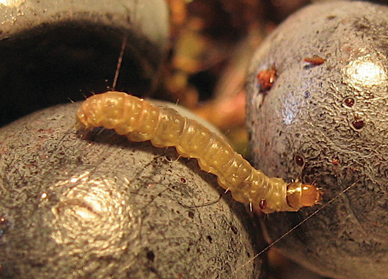<i>Lobesia botrana</i> - Foto: Andrea Lucchi