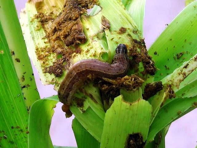 Novo produto biológico obtém 100% de eficácia no controle da lagarta-do-cartucho