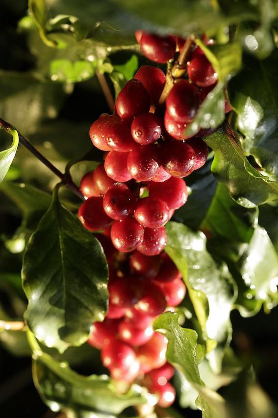 DuPont recomenda Cyazypyr® para evitar perdas decorrentes da broca-do-café