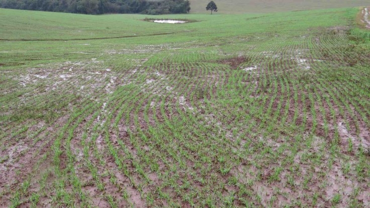 Excesso de chuvas prejudica lavouras de grãos de inverno no RS