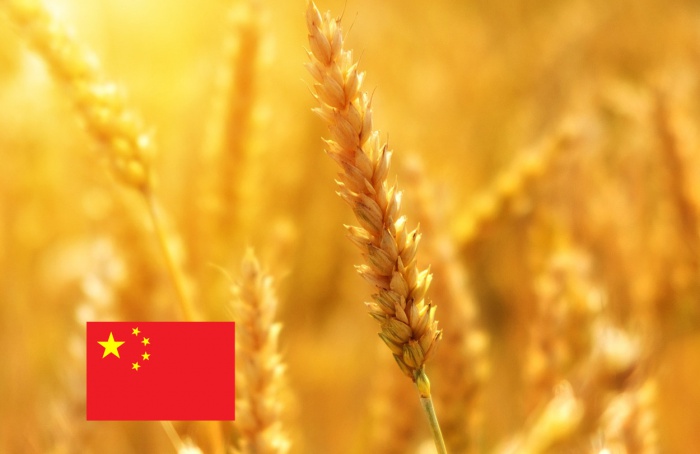 Governo chinês aprova uso de trigo geneticamente editado