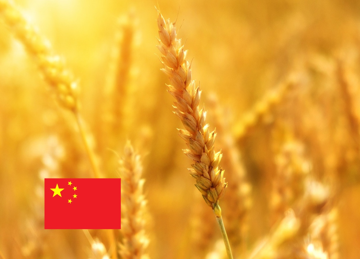 Chinese government approves use of genetically edited wheat