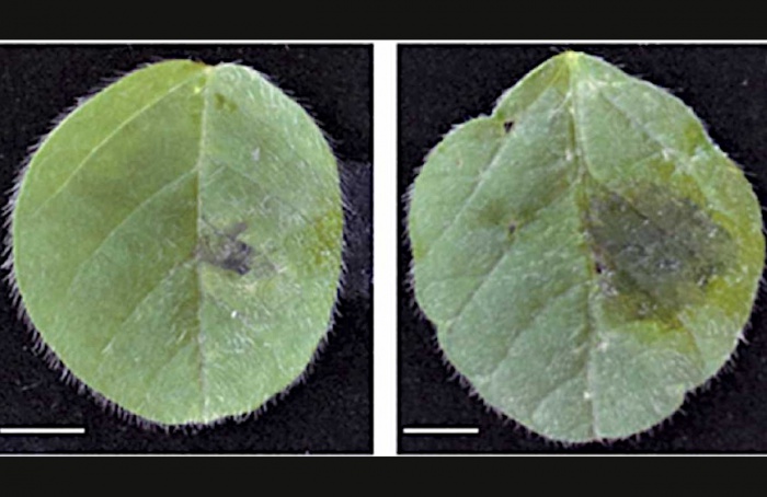 Pesquisa revela mecanismo de resistência da soja à podridão-radicular