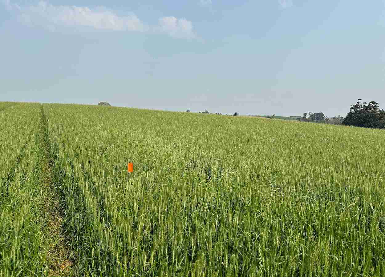 Manejo da dessecação em trigo