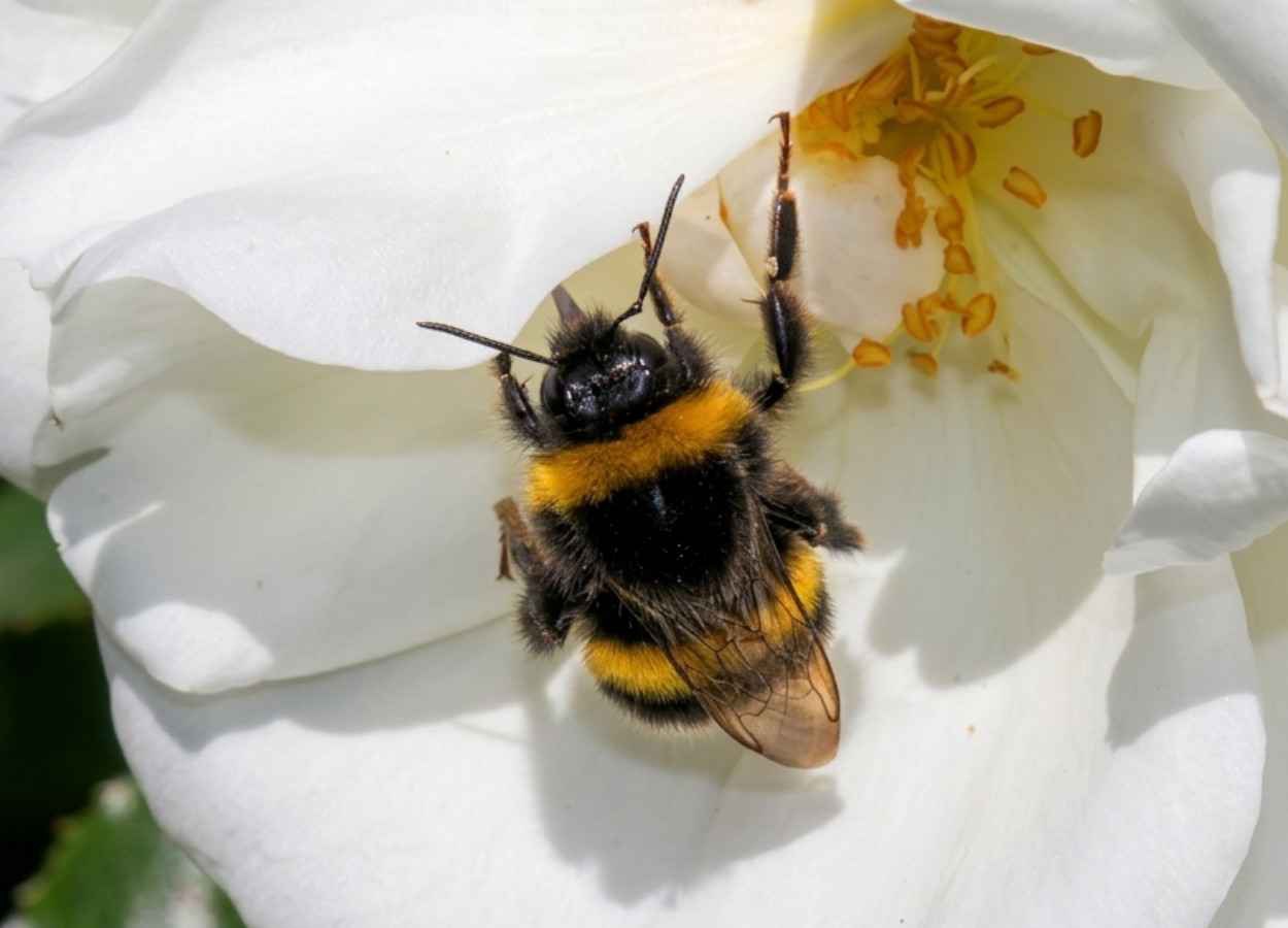 Estudo com Bombus terrestris mostra efeito da massa corporal e da temperatura sobre acasalamento e seleção sexual