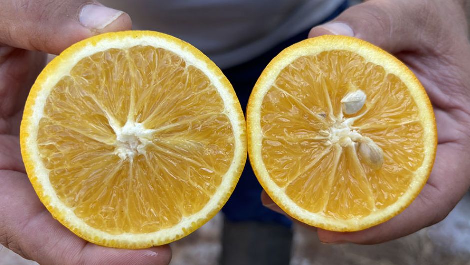 Laranja Majorca; foto: Eduardo Girardi