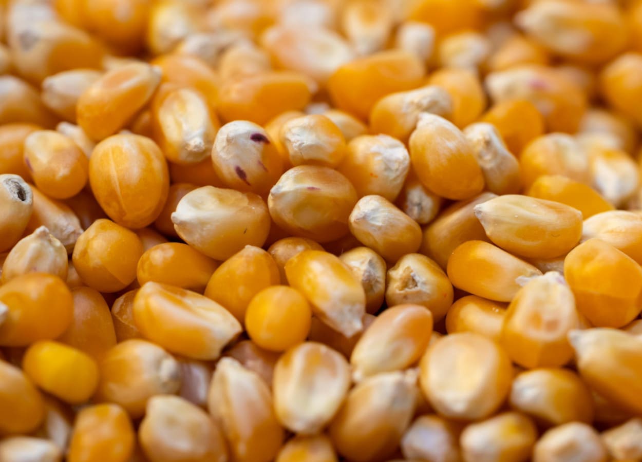 Plantio atinge até 40% da área prevista em algumas regiões; cigarrinha-do-milho preocupa