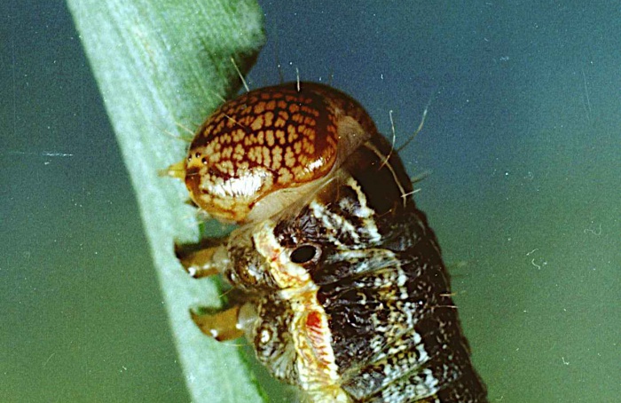 Microbiota intestinal ajuda Spodoptera contra inseticidas