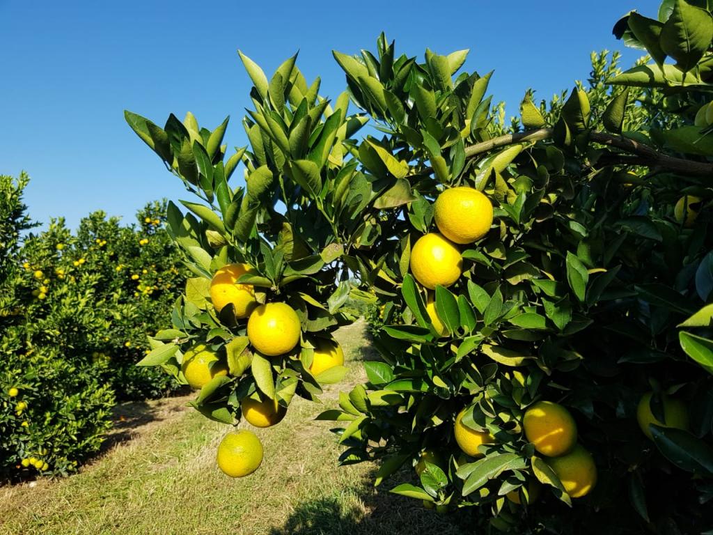 Fertiláqua orienta produtores sobre desenvolvimento de plantas eficientes na Hortitec