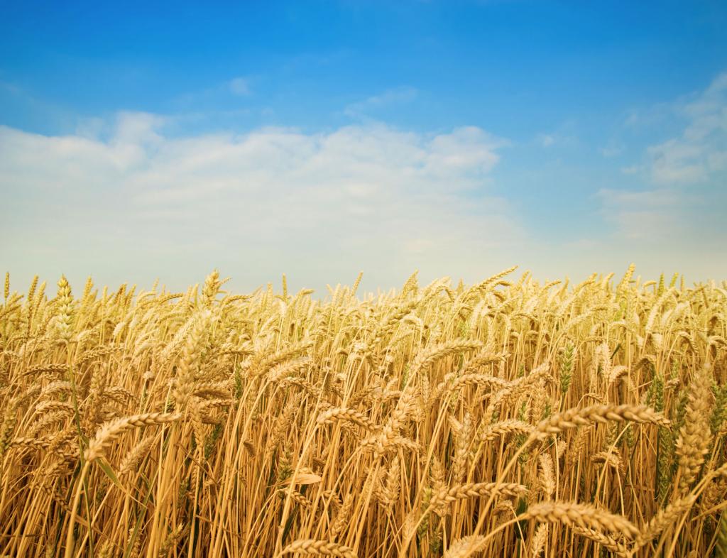 FMC divulga soluções de manejo para trigo e cevada no WinterShow