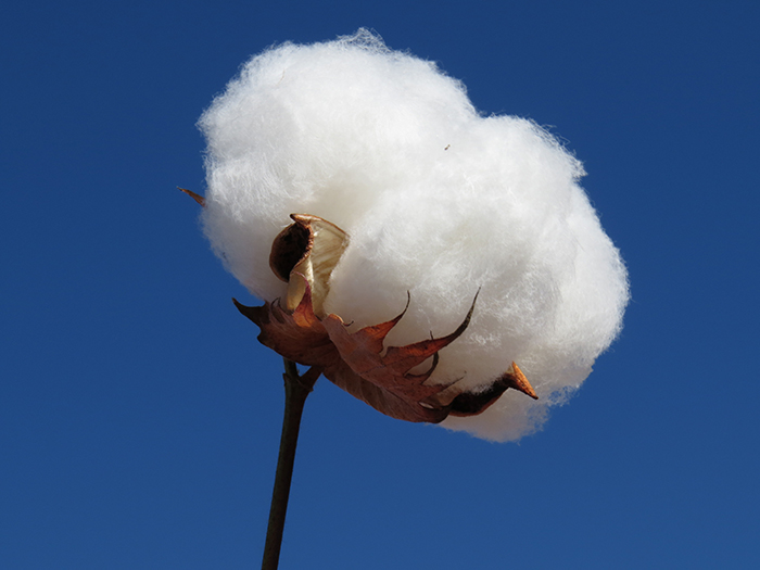 Embrapa negocia parceria para avanço na pesquisa da fibra do algodão