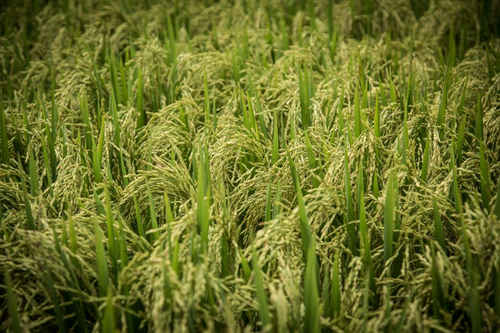 Pesquisas desmentem relação do arroz com incidência de câncer
