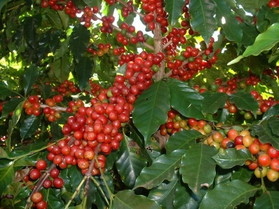 IX Simpósio de Pesquisa dos Cafés do Brasil vai discutir os avanços da pesquisa cafeeira
