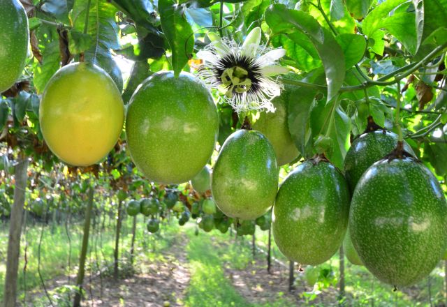 Santa Catarina harvests 70 thousand tons of passion fruit in 2023, 27% more than in the previous harvest