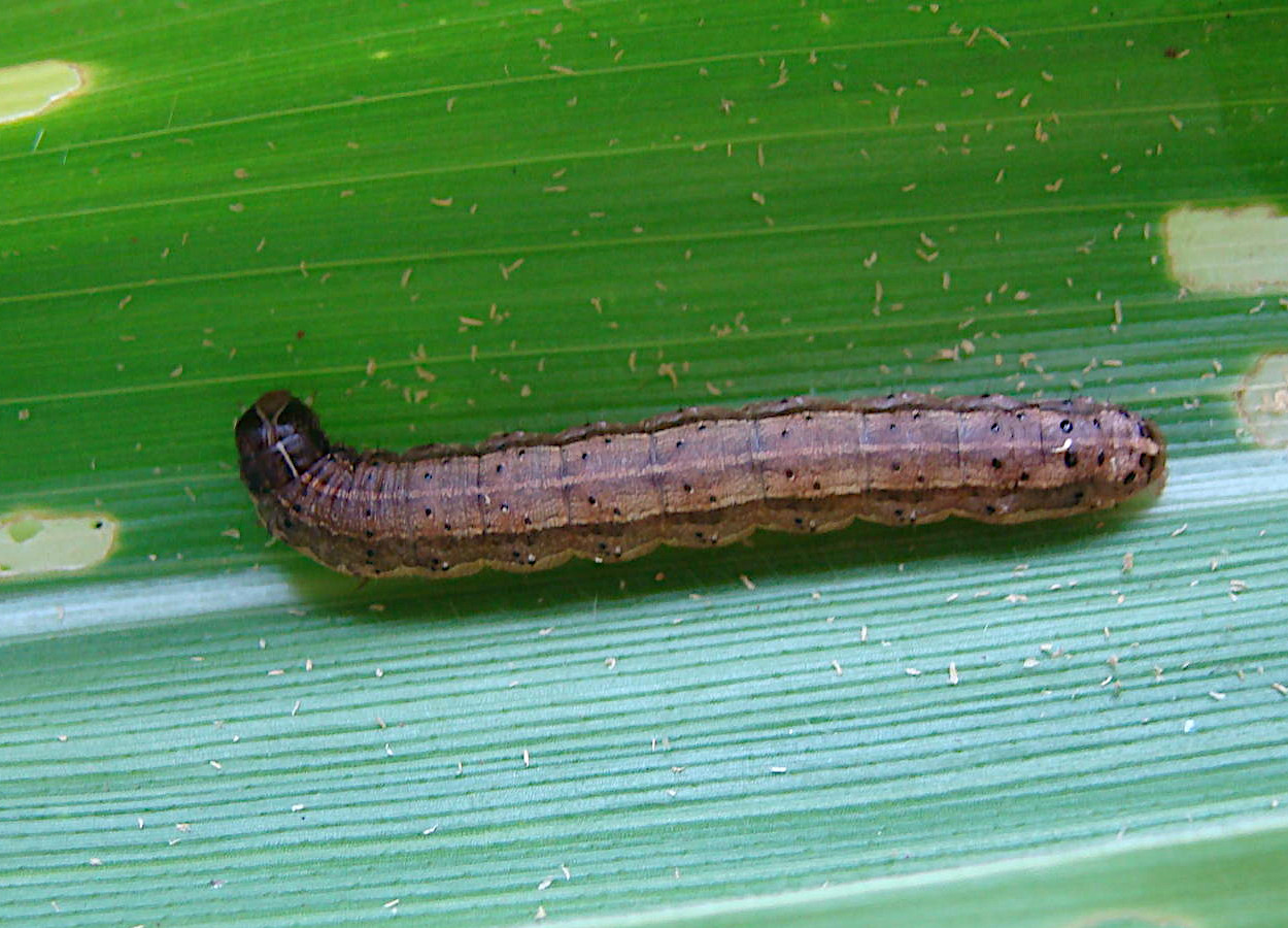 <i>Spodoptera frugiperda</i> - Foto: Marina Pessoa