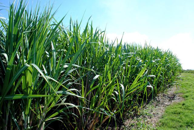 Embrapa e Instituto Agropólos estudam viabilidade do cultivo de amendoim em consórcio com cana-de-açúcar