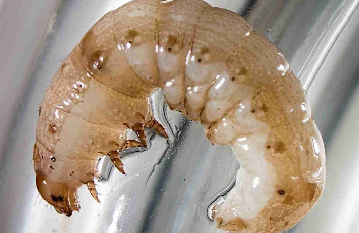 Genes de tripsina surgem como alvos para controle de Spodoptera litura