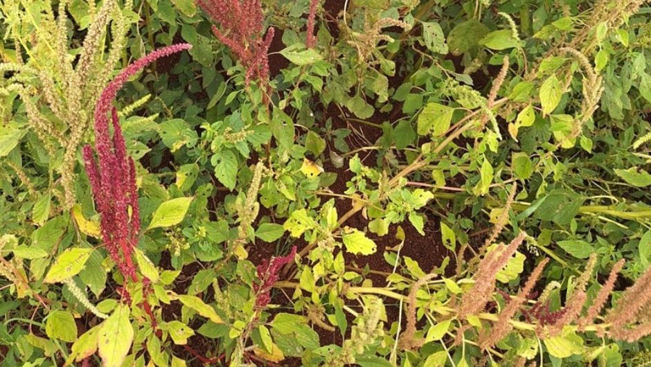 Foto: Rafael Romero Mendes