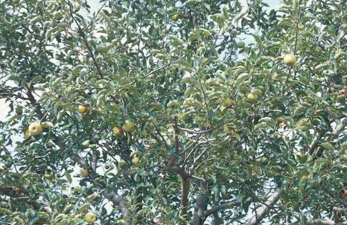 Remoção de folhas não reduz avanço da mancha de Glomerella