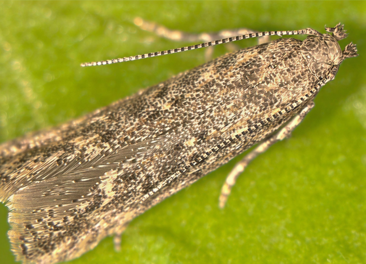 Foto:&nbsp;Marja van der Straten, NVWA