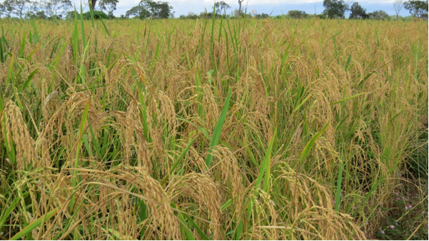 ​Uso de agentes de controle biológico e promotores de crescimento de plantas em arroz de terras altas