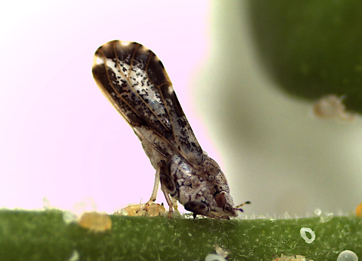 柑橘黄甲虫- 品种杂志