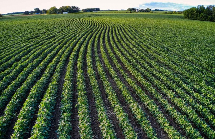Semeadura da soja alcança 15,6% da área prevista no Brasil