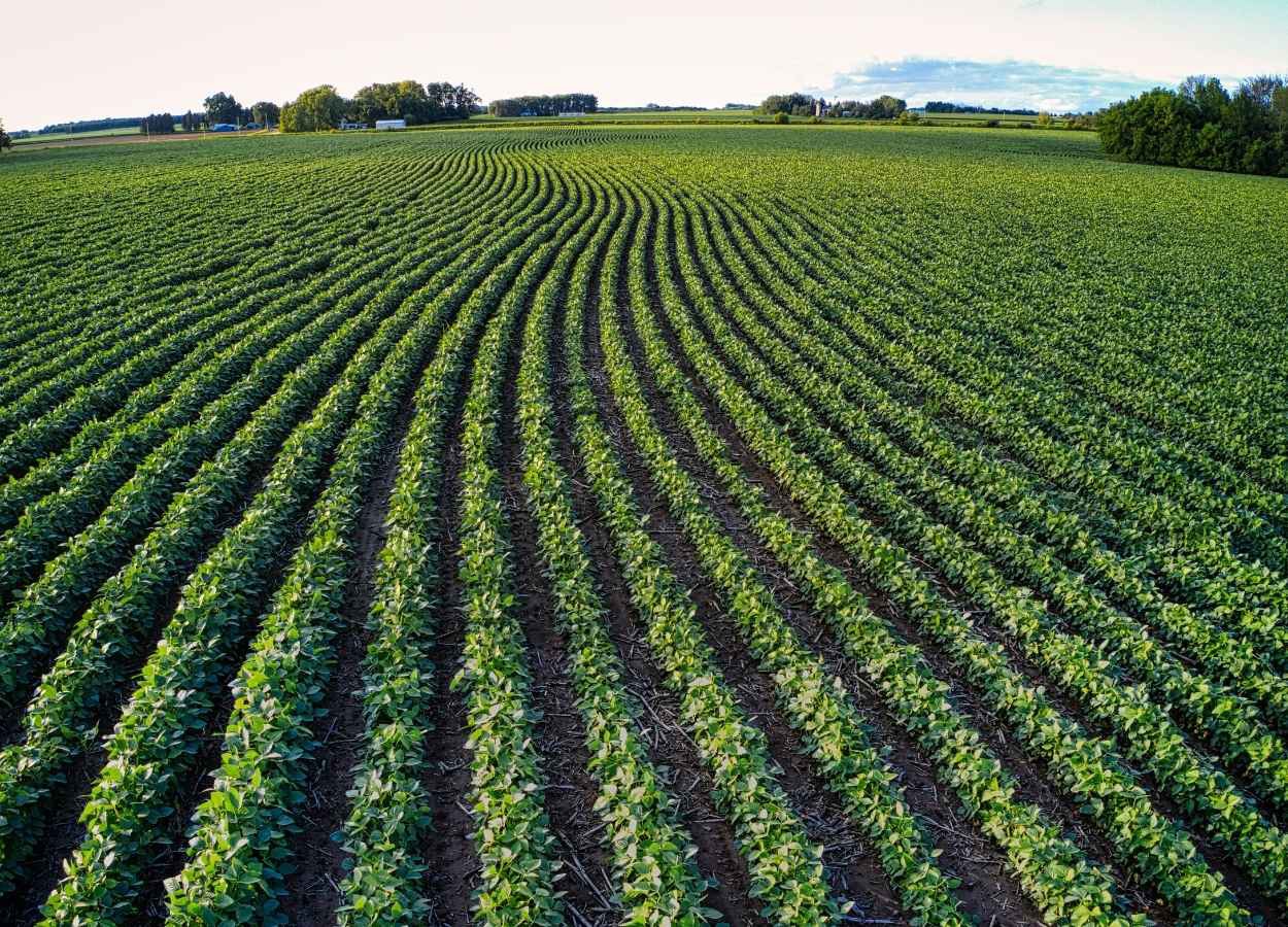 Semeadura da soja alcança 15,6% da área prevista no Brasil
