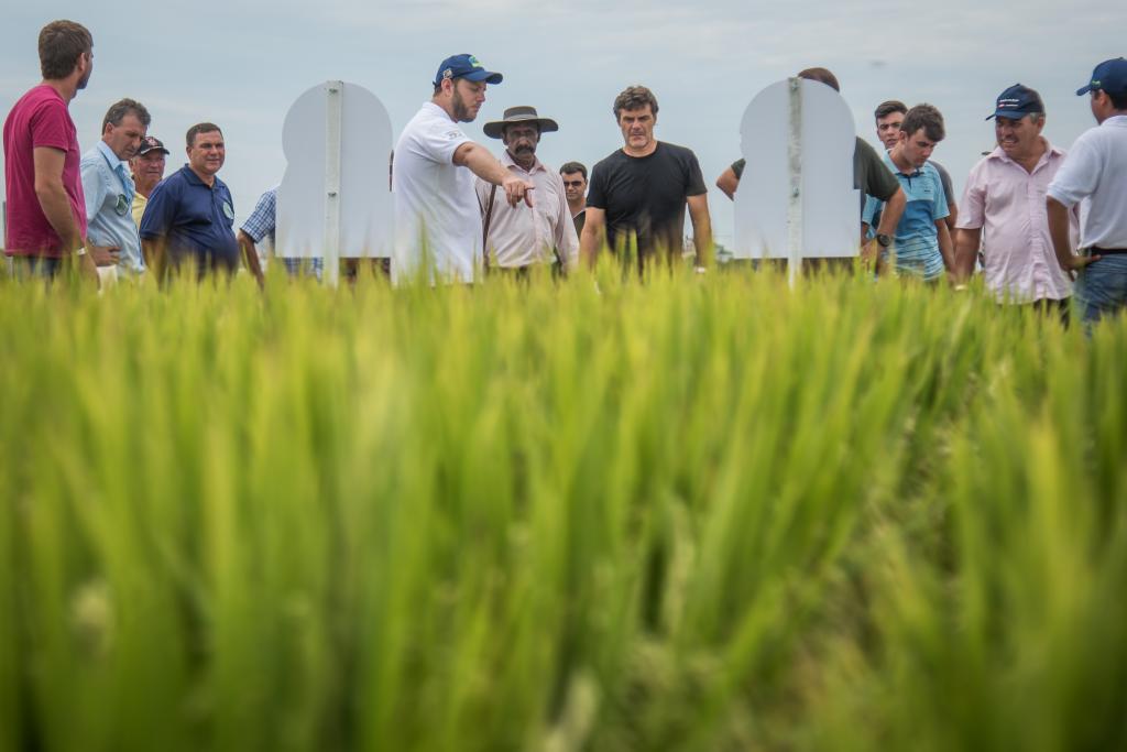 ​Vitrines Tecnológicas reúnem as últimas novidades para a lavoura arrozeira