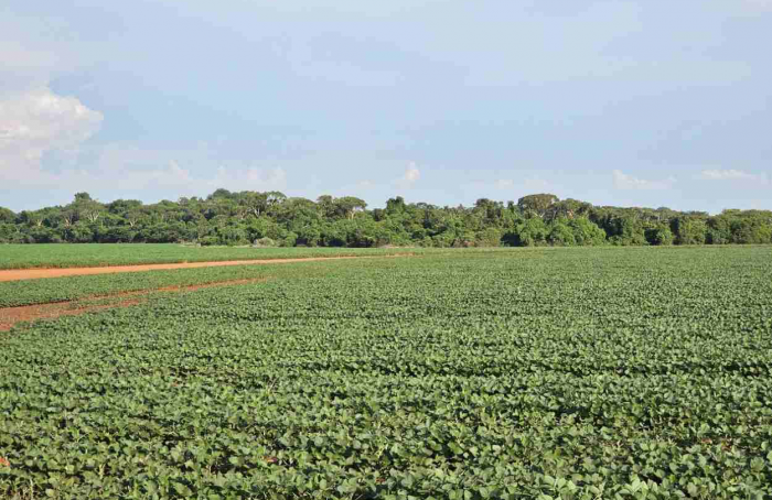 Plantio da safra de soja é prorrogado até o dia 13 de janeiro em Mato Grosso do Sul