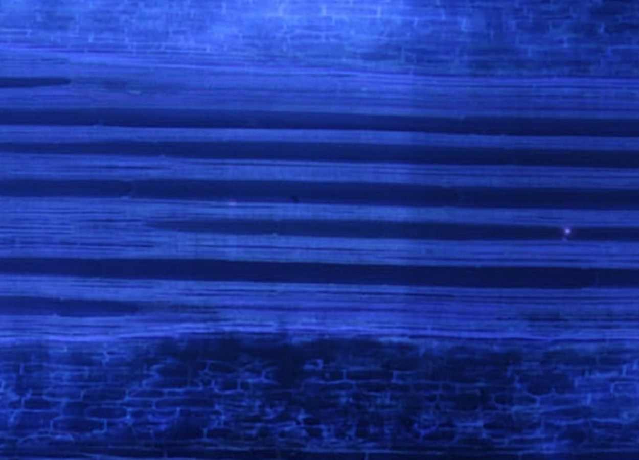 Cientistas descobrem fenótipo que protege milho da seca