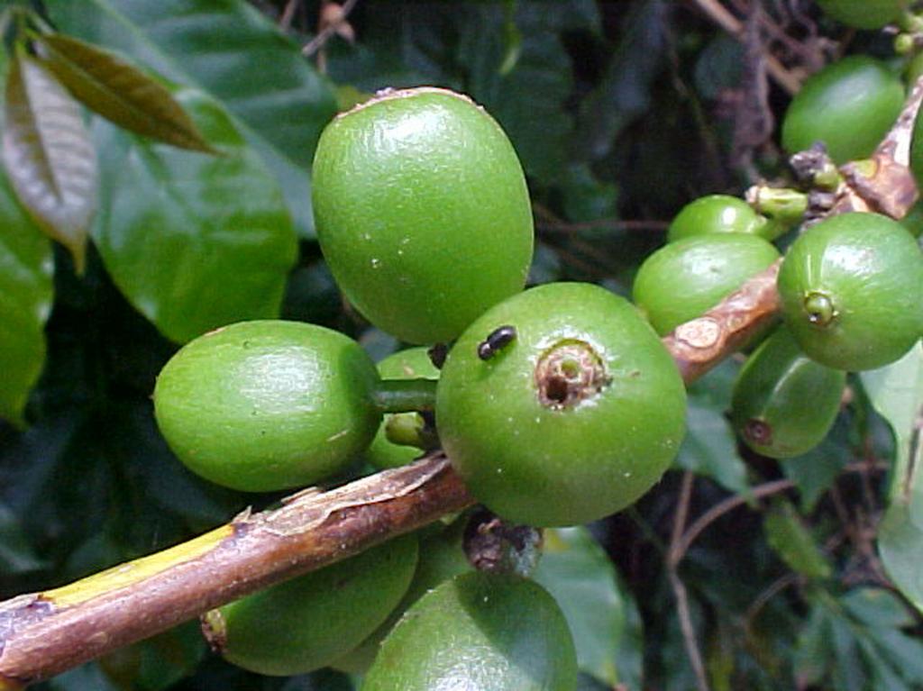 Defensivos agrícolas ganham registro definitivo para o combate à broca do café