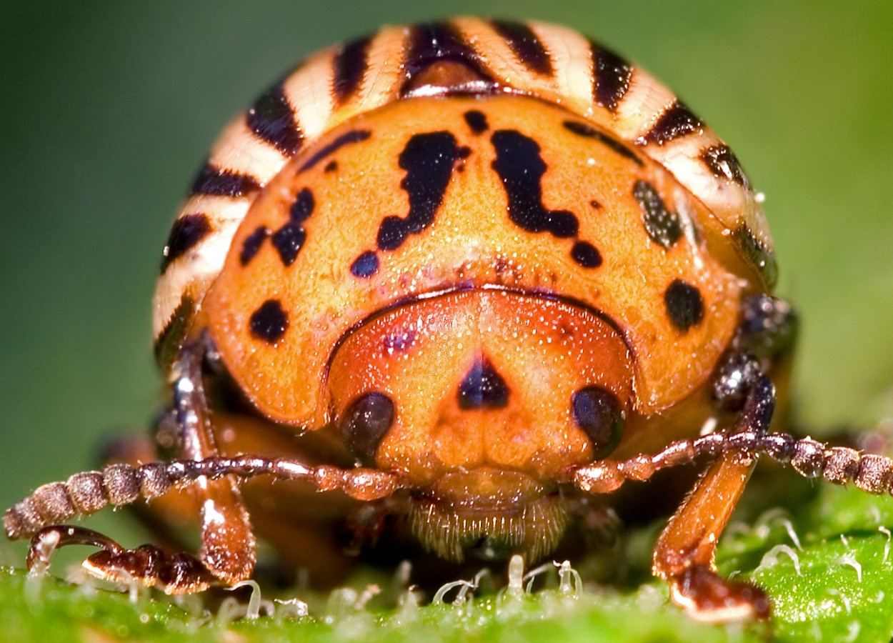Foto: David Cappaert -  Bugwood