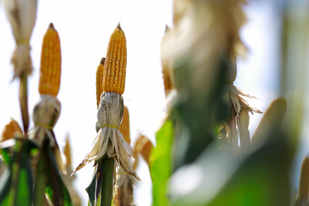 Pesquisadores falam sobre manejo da adubação para o cultivo de sistema de produção soja-milho